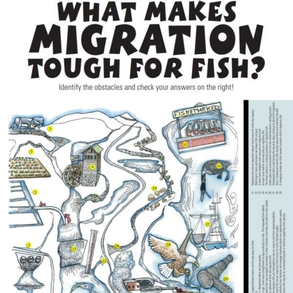  What Makes Migration Tough for Fish Activity Worksheets