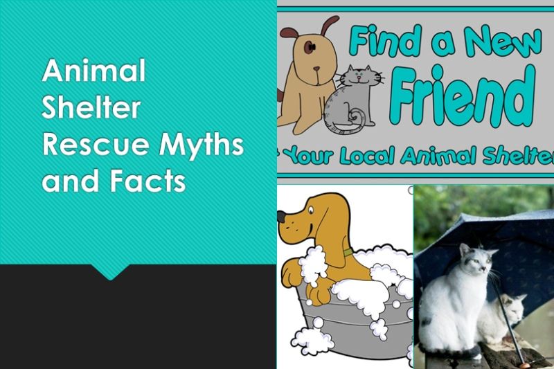 Animal Shelter Rescue Myths and Facts