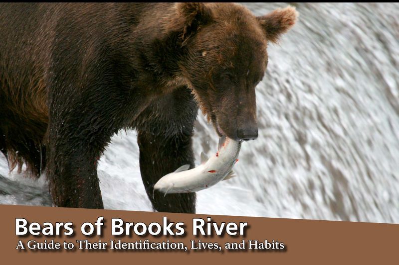 Bears of Brooks River 2015