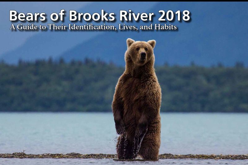 The Story of Brooks River