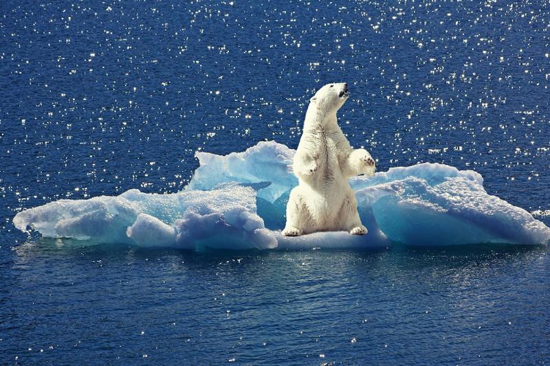 Polar Bears Activity Book