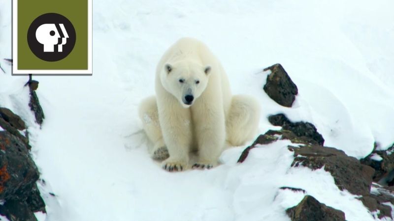 Mom Creates Avalanche to Save Family