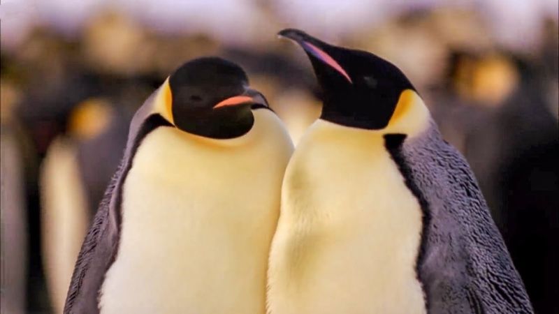 Best Antarctic Moments