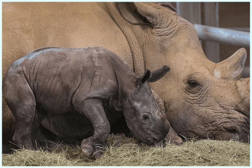 Southern White Rhino