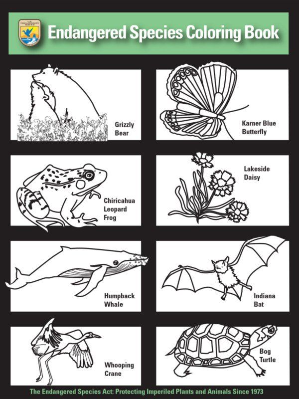 Protect Endangered Species Coloring Book