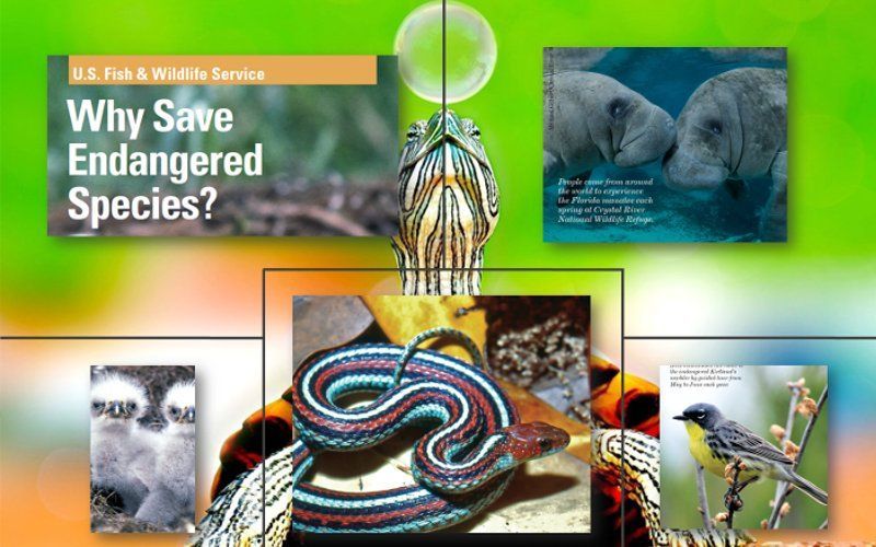 Why Save Endangered Species?