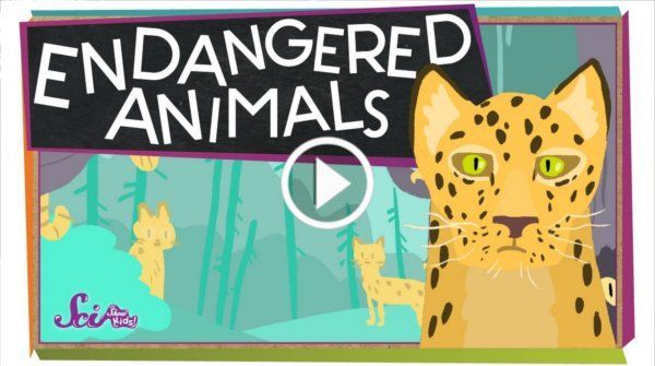 Animal Becomes Endangered