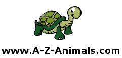 A-Z Animals