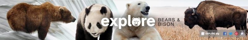 Explore National Park Bear Activity